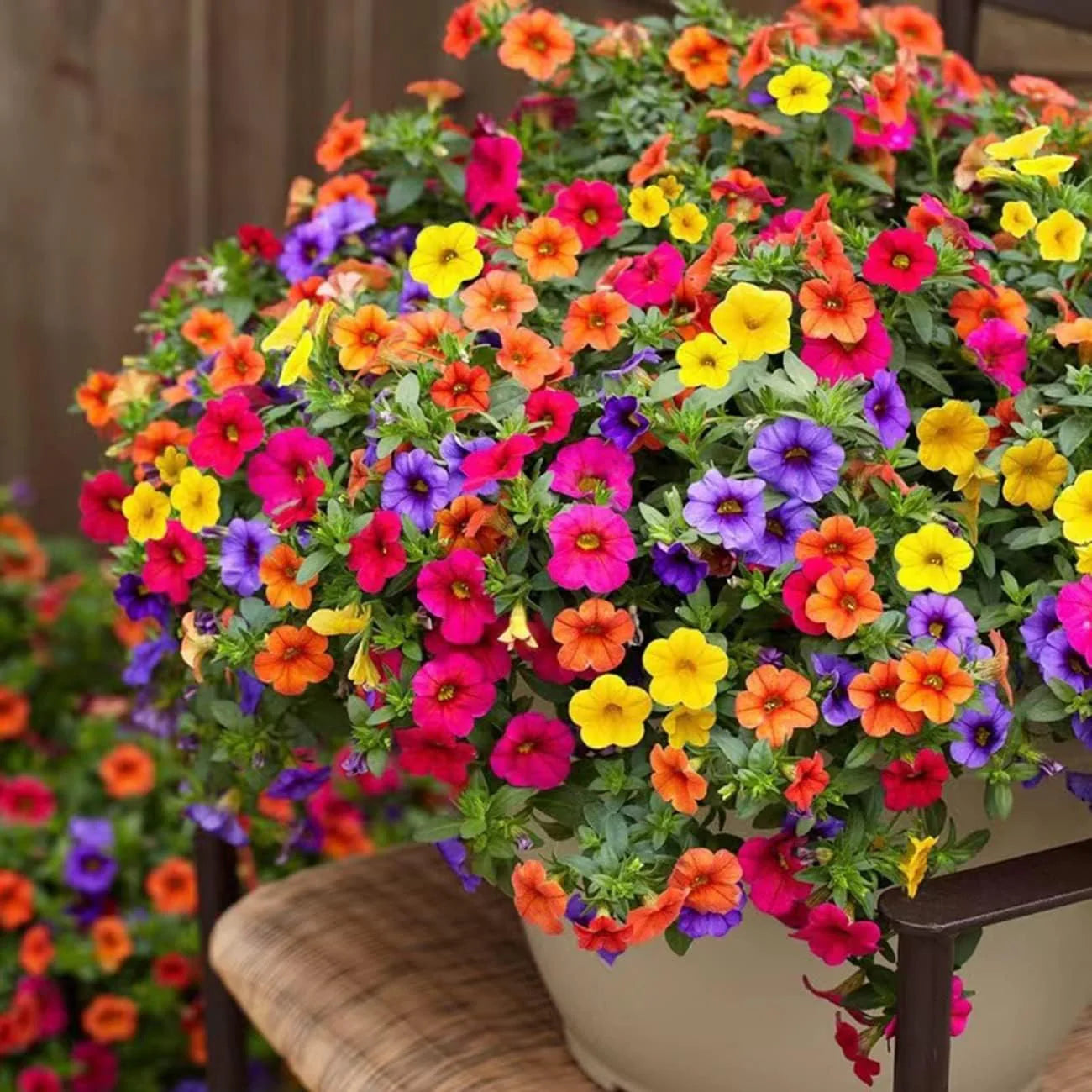Superbells Petunia Seeds for Planting , Mixed Flower Variety