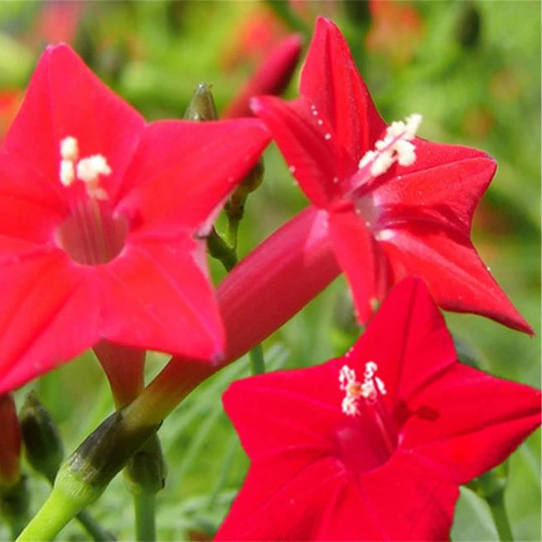 Red Cypress Flower Planting Seeds - Grow Vibrant Flowers for Your Garden