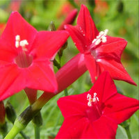 Red Cypress Flower Planting Seeds - Grow Vibrant Flowers for Your Garden