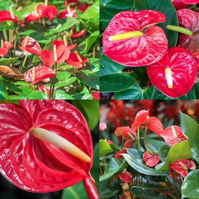 White Red Anthurium Flower seeds for Planting Wildflower Mix Heirloom & GMO Free Seeds for Home Garden