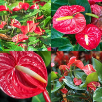 White Red Anthurium Flower seeds for Planting Wildflower Mix Heirloom & GMO Free Seeds for Home Garden