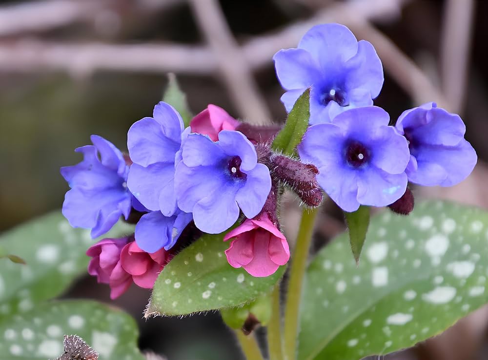 Blue Pulmonaria Lungwort Seeds for Planting