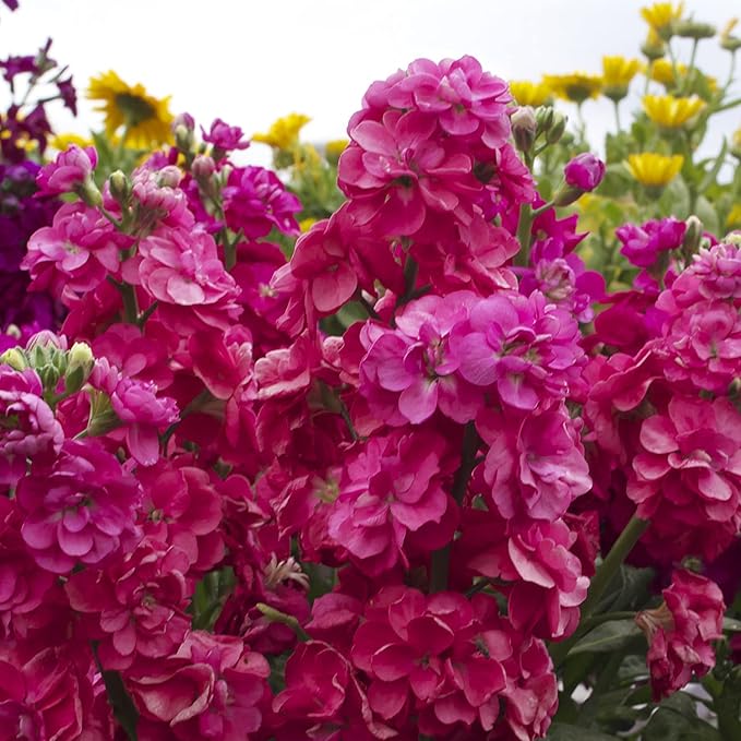 Matthiola Incana Flower seeds for Planting - Low Maintenance, Heirloom & GMO Free Seeds for Home Garden
 
 Sale for planting in home garden