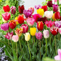 Double Tulip Flower Seeds for Bold, Stunning Garden Blooms