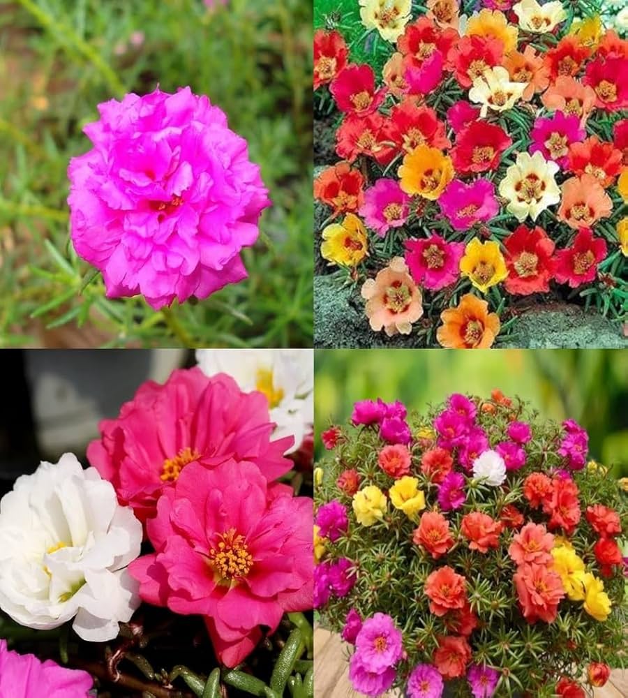 Moss Rose Flower seeds for Planting Perfect for Borders Heirloom & GMO Free Seeds for Home Garden