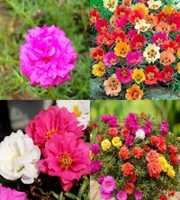 Moss Rose Flower seeds for Planting Perfect for Borders Heirloom & GMO Free Seeds for Home Garden