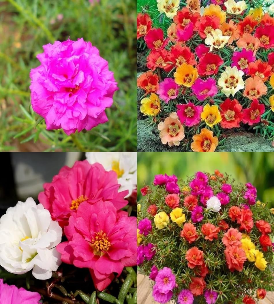 Portulaca Moss Flower seeds for Planting - Shade Tolerant, Heirloom & GMO Free Seeds for Home Garden