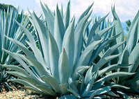 Green Agave Ferox Flower seeds for Planting - Sun Loving, Heirloom & GMO Free Seeds for Home Garden
 
 Sale for planting in home garden.