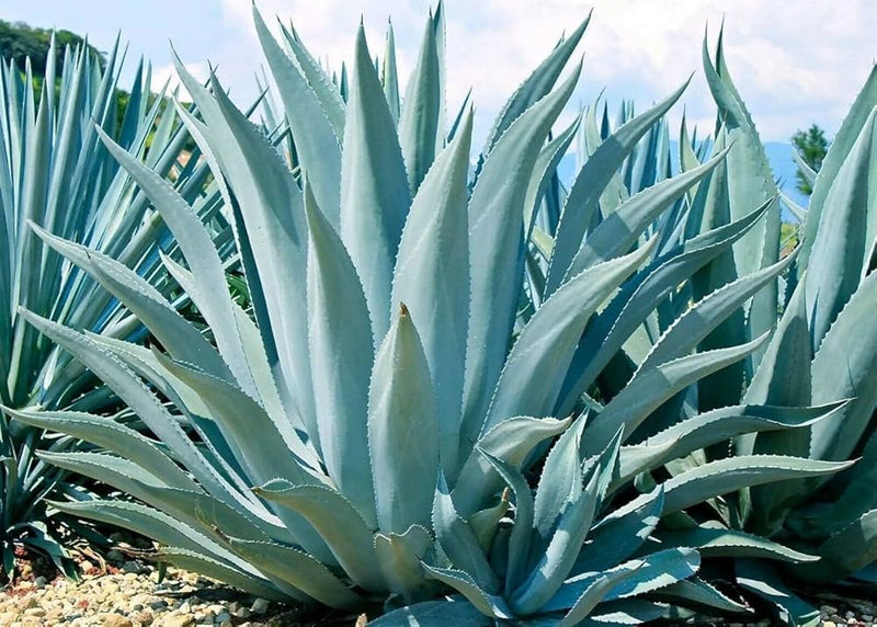 Green Agave Ferox Flower seeds for Planting - Sun Loving, Heirloom & GMO Free Seeds for Home Garden
 
 Sale for planting in home garden.