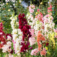 Snapdragon Seeds (Anthirrhinum Majus) for Vibrant Garden Flowers