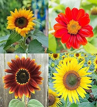 Red Mix Sunflower Perennial Flower Seeds for Planting Compact Growth Heirloom & GMO Free Seeds for Home Garden
 
 Sale