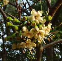 Green Ceiba Pentandra Flower seeds for Planting - Perfect for Borders, Heirloom & GMO Free Seeds for Home Garden
 
 Sale