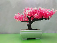 Pink Bonsai Flower seeds for Planting - Sun Loving, Heirloom & GMO Free Seeds for Home Garden