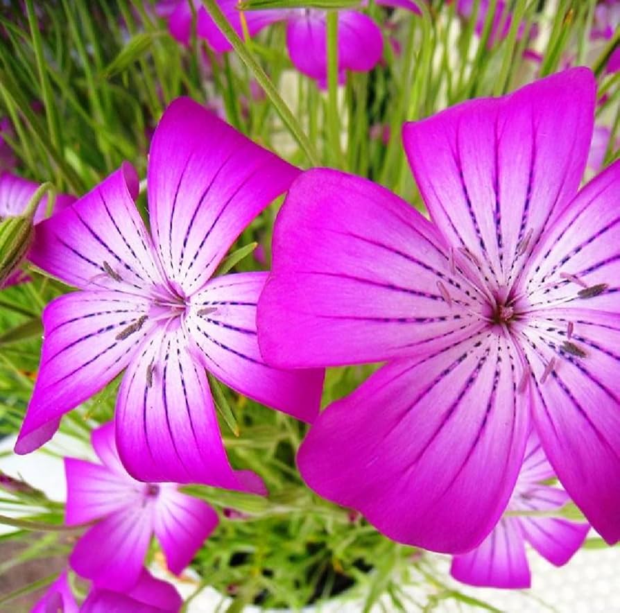 Purple Agrostemma Flower seeds for Planting - Vibrant Colors, Heirloom & GMO Free Seeds for Home Garden