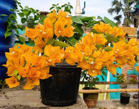 Dark Yellow Bougainvillea Flower Seeds for Planting – Drought Tolerant Heirloom & NonGMO Seeds for Home Garden
 
 Sale