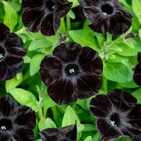 Black Petunia Flower seeds for Planting - Pollinator Friendly, Heirloom & GMO Free Seeds for Home Garden