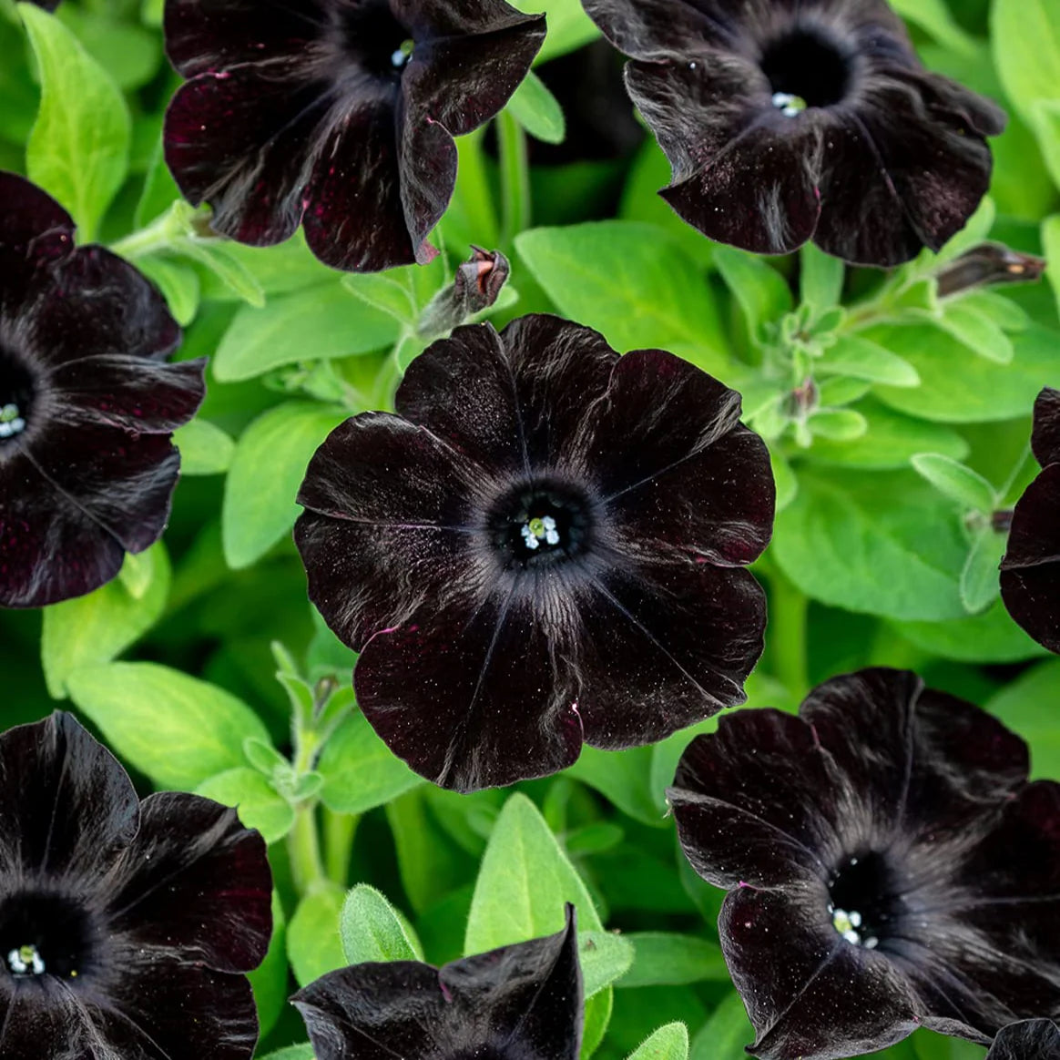 Black Purple Petunia Flower seeds for Planting Shade Tolerant Heirloom & GMO Free Seeds for Home Garden