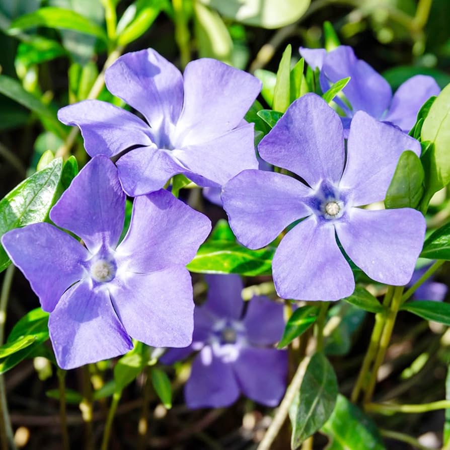 Vinca Sunstorm Purple Seeds – Annual Periwinkle Flowers for Sunny Spots