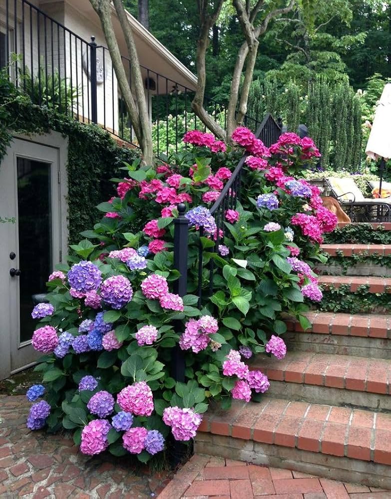 Hydrangea Flower Seeds – Multicolor Blooms for Balcony Garden