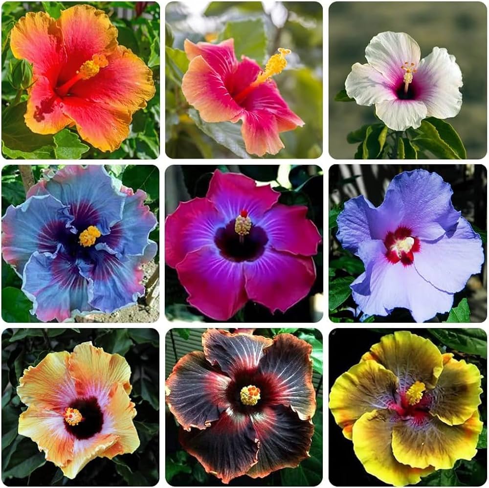 Multi-Colour Hibiscus Flower seeds for Planting - Compact Growth, Heirloom & GMO Free Seeds for Home Garden