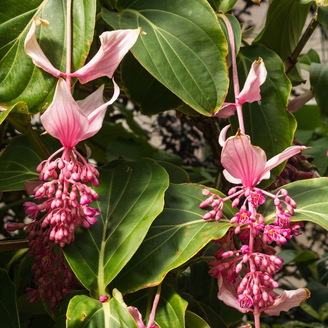 Light Pink Medinilla Cummingi Flower seeds for Planting Perfect for Borders Heirloom & GMO Free Seeds for Home Garden 
 
 Sale