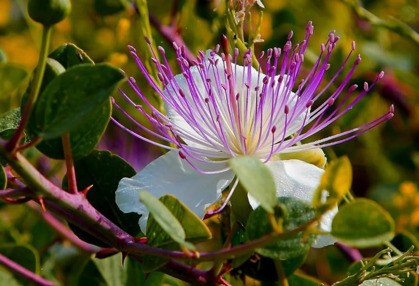 Heirloom Capparis Spinosa Flower seeds for Planting Sun Loving Heirloom & GMO Free Seeds for Home Garden