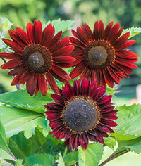 Chocolate Cherry Sunflower Helianthus annuus Flower Seeds for Planting in Garden