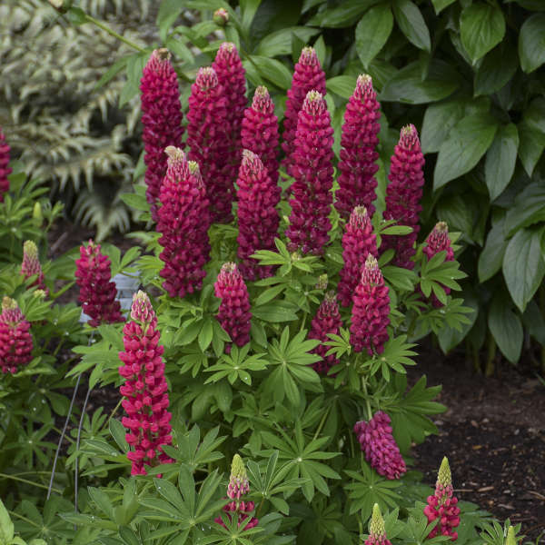 Red Lupin Flower seeds for Planting - Hardy Variety, Heirloom & GMO Free Seeds for Home Garden