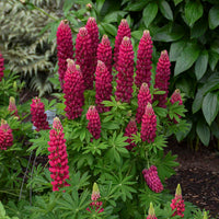 Red Lupin Flower seeds for Planting - Hardy Variety, Heirloom & GMO Free Seeds for Home Garden