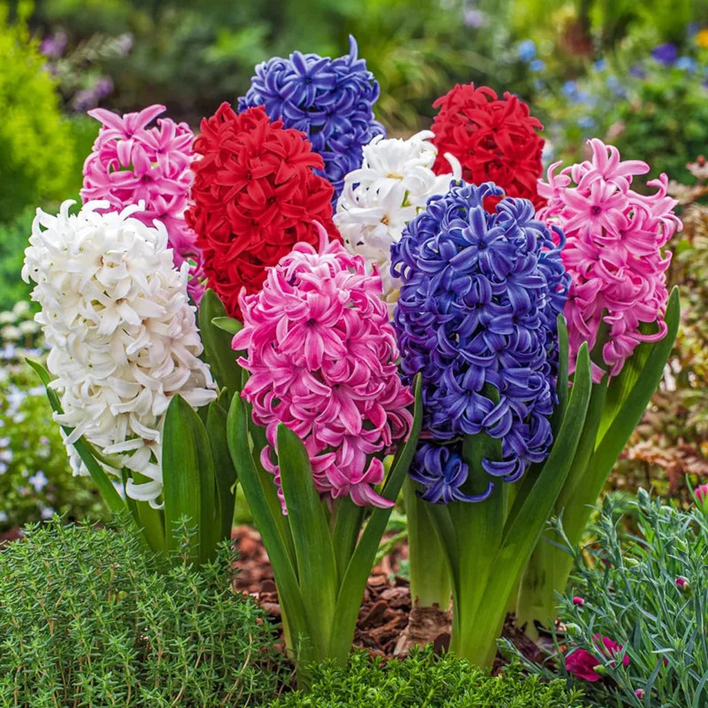 Heirloom Hyacinth Flower seeds for Planting Garden Favorite Heirloom & GMO Free Seeds for Home Garden