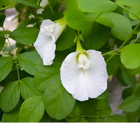 Clitoria Flower seeds for Planting - Hardy Variety, Heirloom & GMO Free Seeds for Home Garden