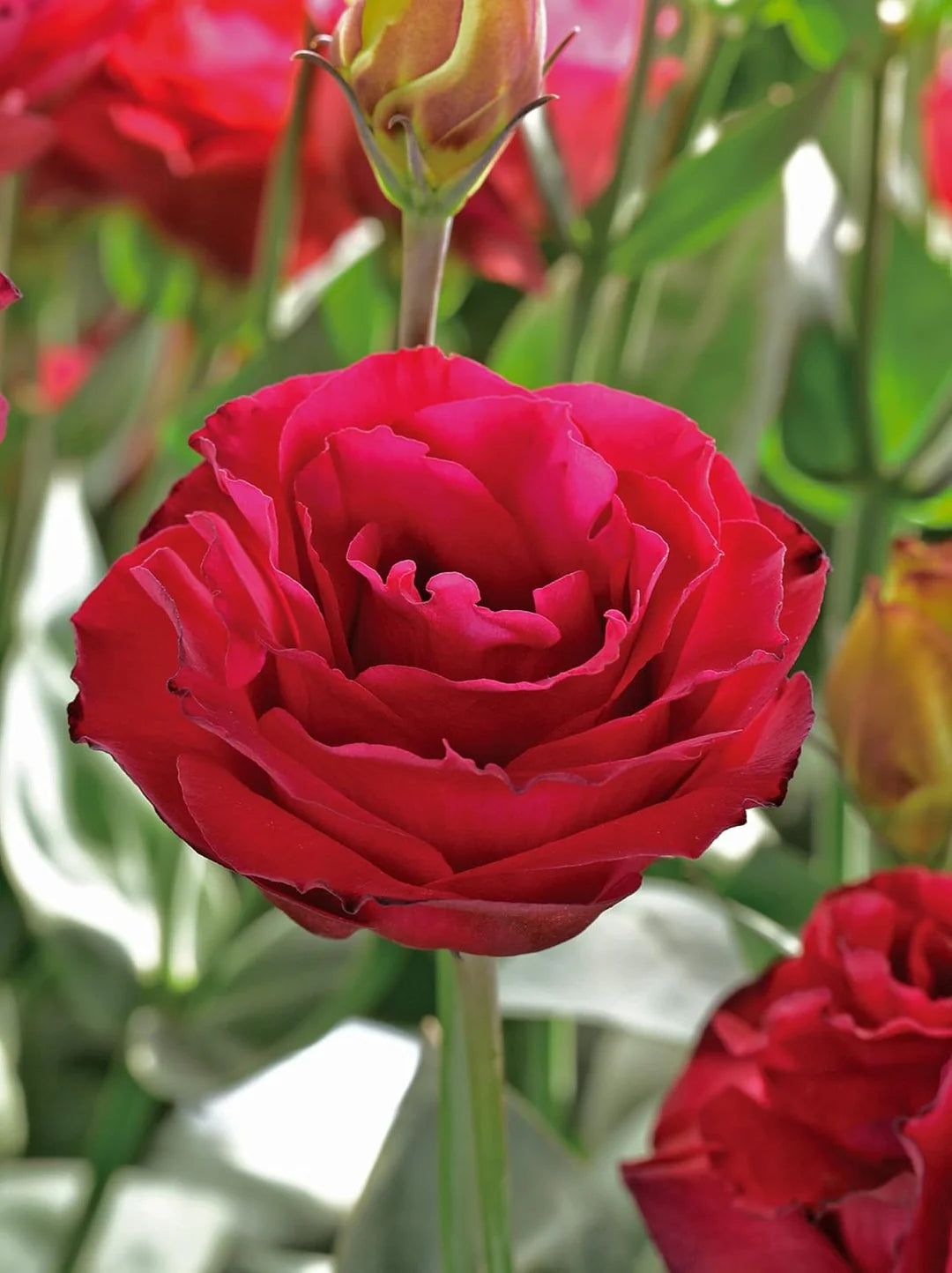 Lisianthus Red Flower seeds for Planting - Wildflower Mix, Heirloom & GMO Free Seeds for Home Garden