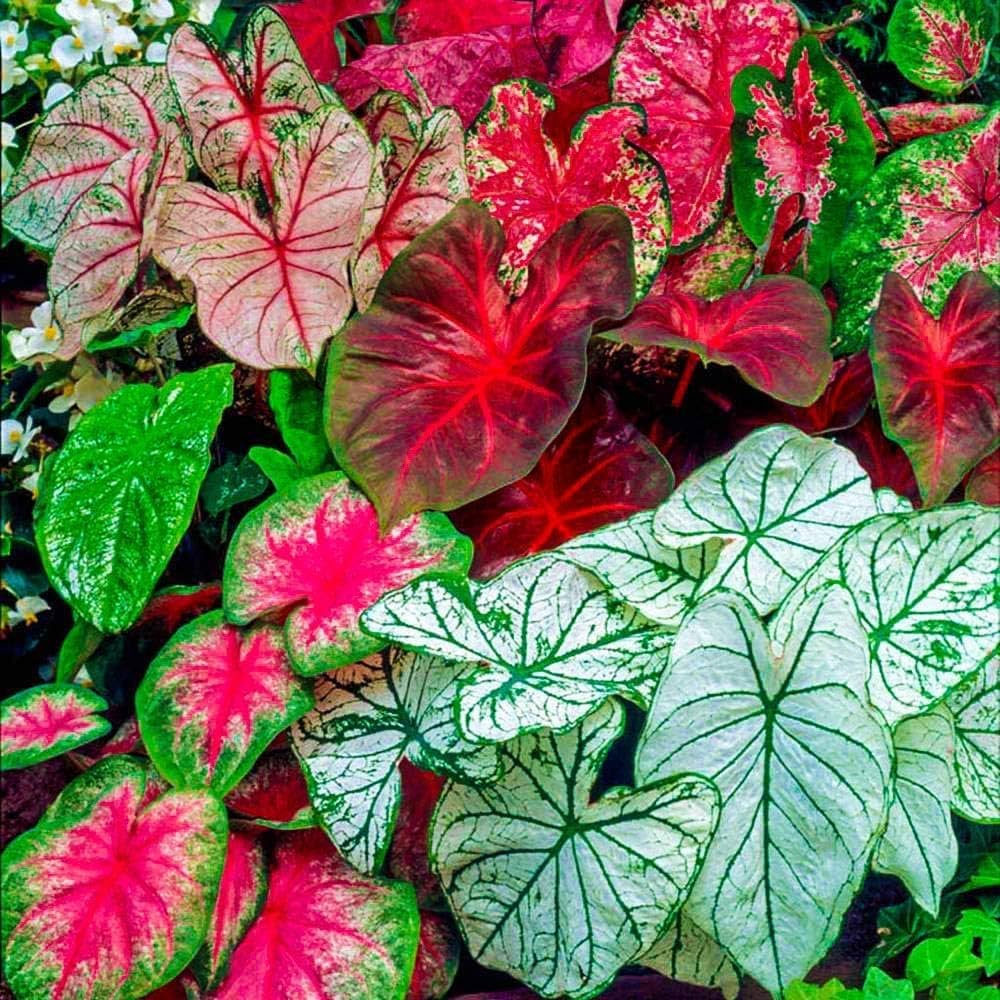 Caladium Mix Seeds for Planting  Vibrant Foliage for Garden and Indoors