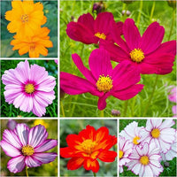 Cosmos Bipinnatus Flower seeds for elegant blooms