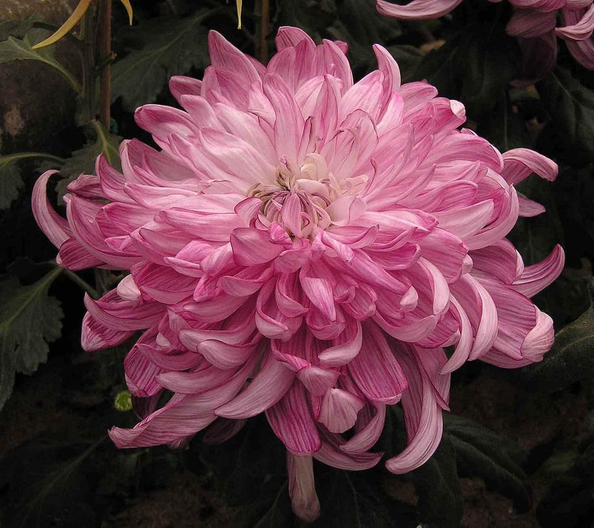 Pink White Chrysanthemum Flower seeds for Planting - Drought Tolerant, Heirloom & GMO Free Seeds for Home Garden
 
 Sale for planting in home garden.