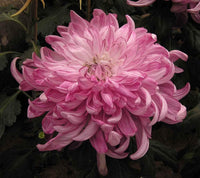 Pink White Chrysanthemum Flower seeds for Planting - Drought Tolerant, Heirloom & GMO Free Seeds for Home Garden
 
 Sale for planting in home garden.