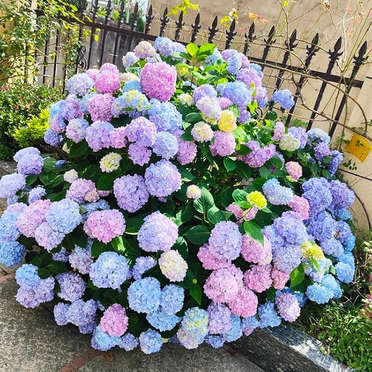 Hydrangea Flower seeds for Planting Wildflower Mix Heirloom & GMO Free Seeds for Home Garden