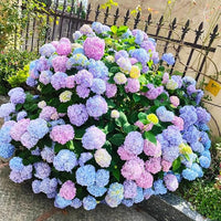 Hydrangea Flower seeds for Planting Wildflower Mix Heirloom & GMO Free Seeds for Home Garden