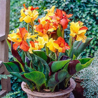 Perennial Canna Flower seeds for Planting Colorful Display Heirloom & GMO Free Seeds for Home Garden