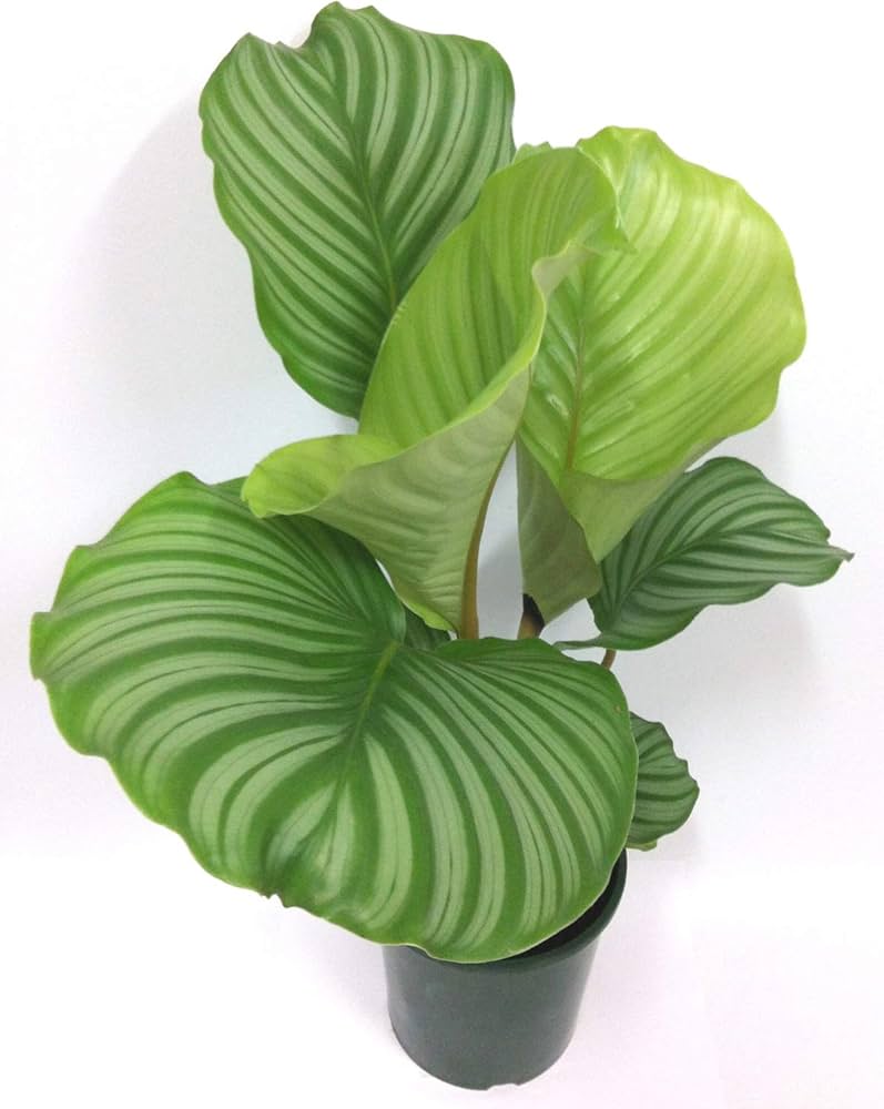 Calathea Orbifolia Flower Seeds for PlantingHeirloom & NonGMO Seeds Sun Loving Heirloom & GMO Free Seeds for Home Garden
 
 Sale