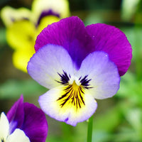Mixed Viola Tricolor Flower seeds for Planting - Hardy Variety, Heirloom & GMO Free Seeds for Home Garden