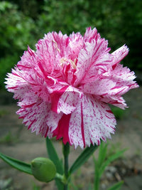 White Red Carnations Flower seeds for Planting - Pollinator Friendly, Heirloom & GMO Free Seeds for Home Garden