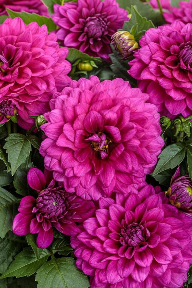 Ruby Pink Dahlia Flower Seeds for Planting Wildflower Mix Heirloom & GMO Free Seeds for Home Garden
 
 Sale