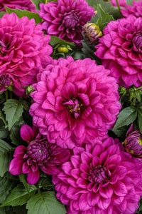 Pink Two Color Dahlia Flower Seeds for Planting Compact Growth Heirloom & GMO Free Seeds for Home Garden
 
 Sale