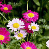 Pyrethrum Flower seeds for Planting Cottage Garden Essential Heirloom & GMO Free Seeds for Home Garden 
 
 Sale