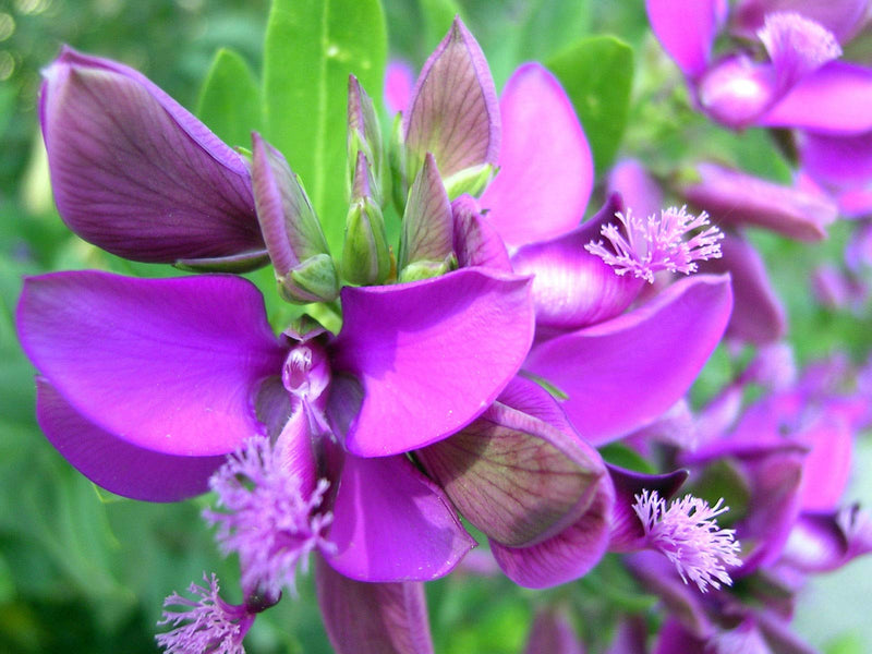 September Bush Flower seeds for Planting Cottage Garden Essential Heirloom & GMO Free Seeds for Home Garden
