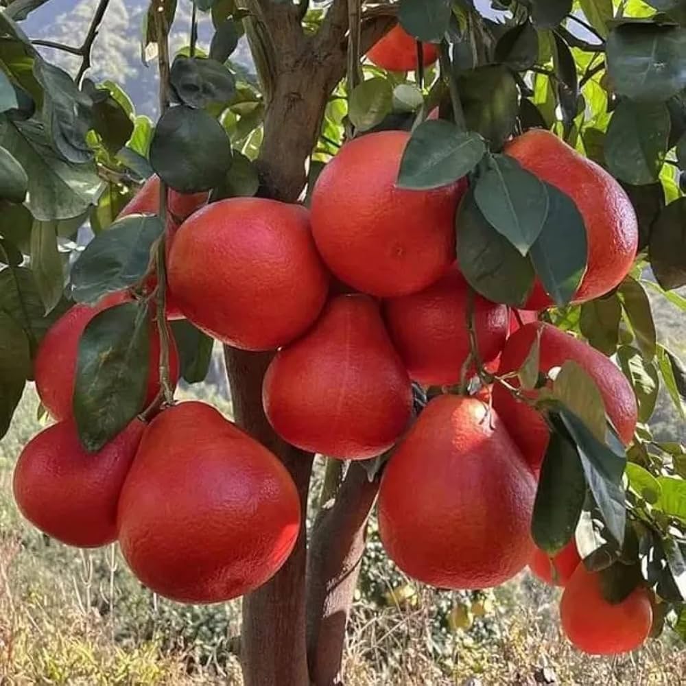 Red Lemon Fruit Seeds for Planting - Dark Red Variety for Your Garden