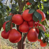 Red Lemon Fruit Seeds for Planting - Dark Red Variety for Your Garden