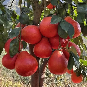 Red Lemon Fruit Seeds for Planting - Dark Red Variety for Your Garden