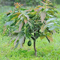 Green Avocado Seeds - Planting Seeds for Fresh Avocado Trees